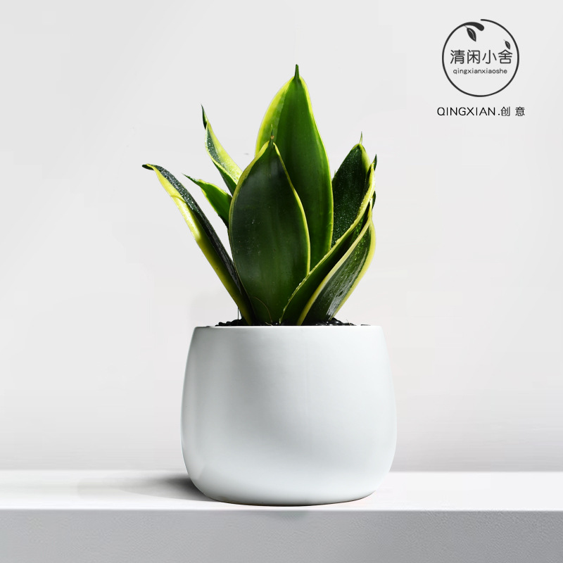 planta verde de orquídea de tigre, planta de aire purificado interior, orquídea de tigre, resistencia a la sombra, buena conservación de orquídea holandesa, planta de mesa en maceta