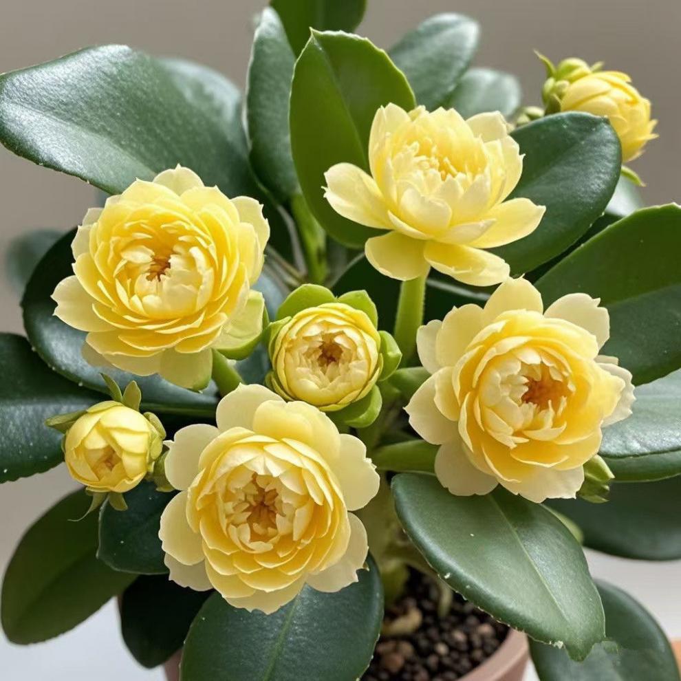 8a0f9806-0616-4b12-bd63-f2eab16ee1c9.jpe