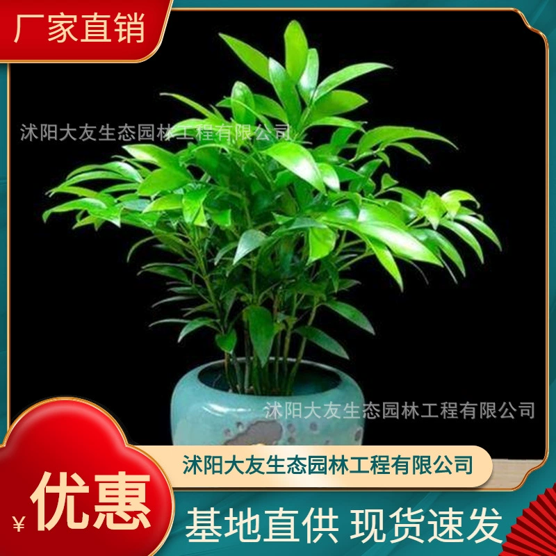 Базовая оптовая продажа собственного производства и самостоятельной продажи Шоучжу Мяо живописное место ландшафтный дизайн Дорога Садовая техника Озеленение саженцев