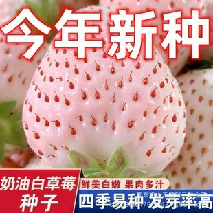 ���Ͱײ�ݮ�N�Ӱ�ɫ��ݮ�N�Ӵ��＾ͥԺ�̨ˮ������ţ�̲�ݮ�N��