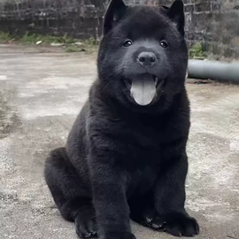 狗