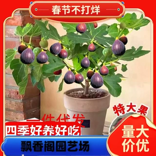 无花果苗树当年结果青皮带果矮化盆栽室内庭院阳台种植波姬红枝条
