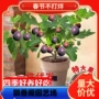 盆栽矮化种植庭院枝条