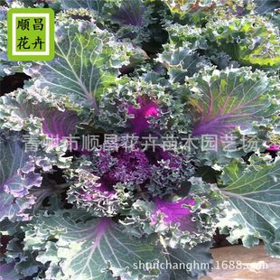 Kale, Green Leaf Cabbage, Seasonal Grass Flowers, Complete Colors, Large Supply, Self-Produced and Sold