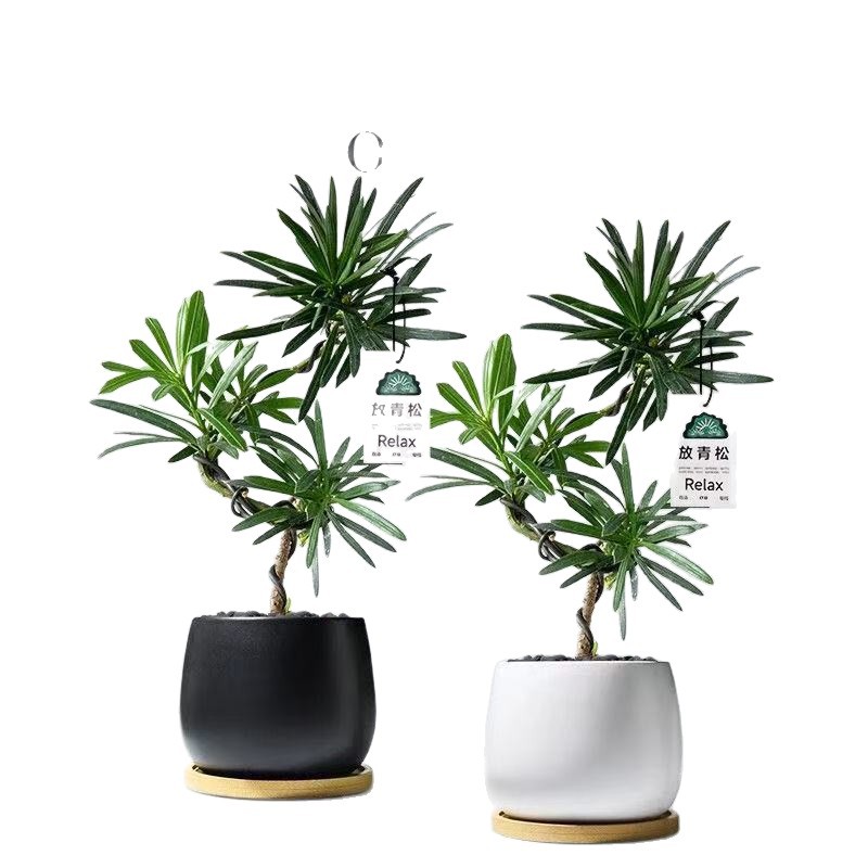 Pequeña plantación de maceta de pino Rohan estación de oficina planta de escritorio sala de estar nórdica plantación verde bonsai hoja perenne buena alimentación en todas las estaciones