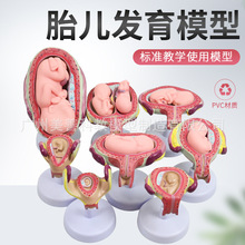 ����l���^��ģ�� ��̥Ӌ������ģ�� Ӌ��չʾģ�� ̥��ģ�� �ӌm