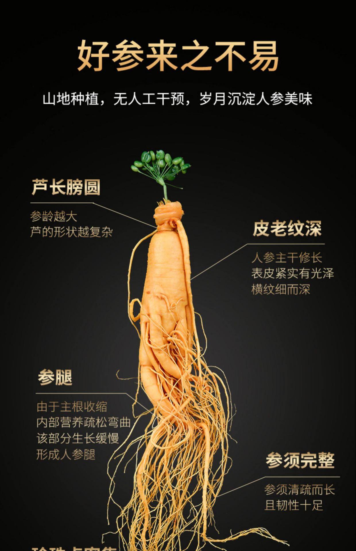 Fresh White Ginseng Root Extra Large Changbai Mountain Ren Shen Soup Tea Wine Ingredient key features