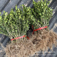 基地大量批发销售龟甲冬青苗 龟甲冬青球 庭院色块小苗 规格齐全