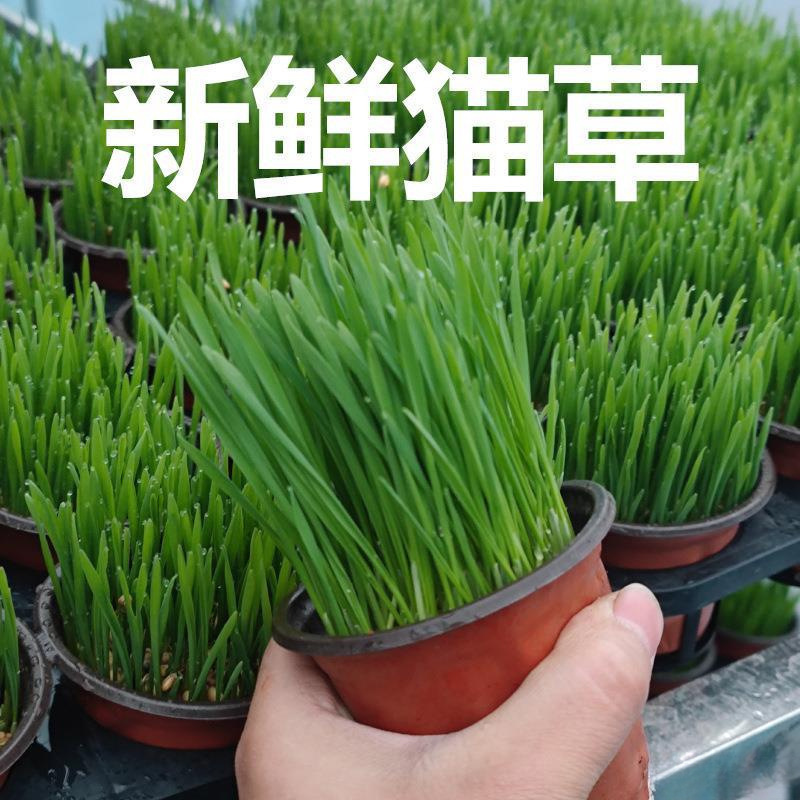 The Finished Cat Grass Has Been Grown and the Hair Has Been Removed. the Germinated Potted Catnip Cat Snack Seeds Have Been Planted to Remove the Hair Balls