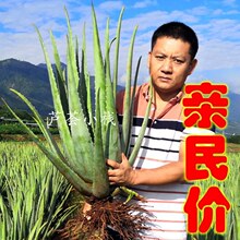 �����������J�C�����J�C���J�C�~Ƭ�������ݹ��w�Gֲ�����҃ȾGֲ