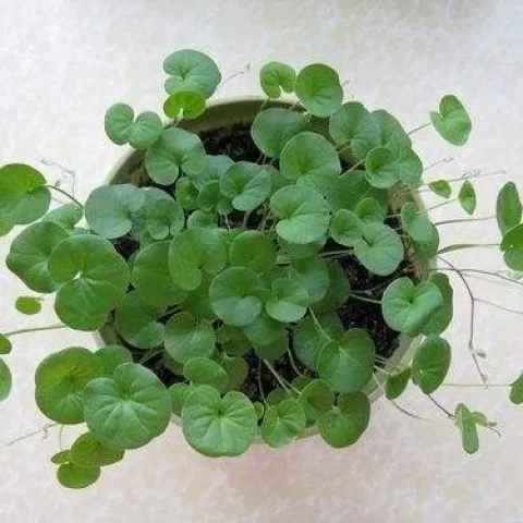 Директор фабрики оптом различных горшечных семян цветов 100 семян медной травы