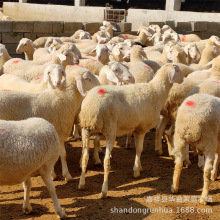 哪里有卖小尾寒羊种公羊的小尾寒羊怀孕母羊多胎绵羊