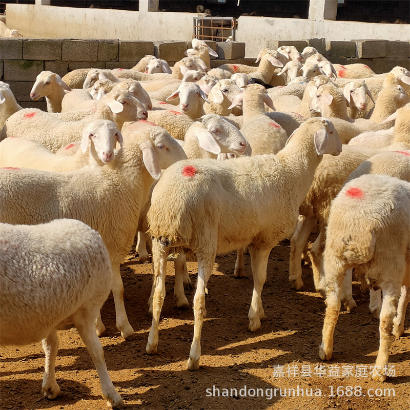 哪里有卖小尾寒羊种公羊的小尾寒羊怀孕母羊多胎绵羊