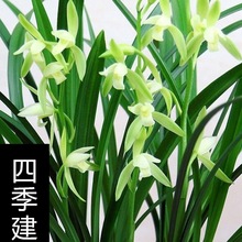 翁源兰花苗四季建兰大凤素室内办公室绿植盆栽浓香型当年开花好养