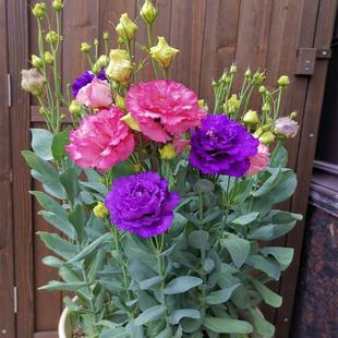 Blooming in All Seasons, Indoor and Outdoor Balcony Easy-To-Live Flower Potted Flower Seeds, Double-Flowered Lisianthus Flower Seeds