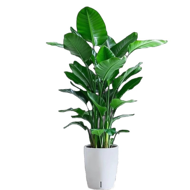Aves del paraíso plantación de plantas grandes en maceta verde interior buena oficina de alimentación sala de estar flor verde plantación bonsai grana orquídea