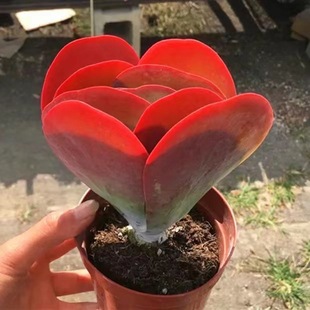 ӡ\ֲӡֲﳬȾGֲ܄ӡϘ}