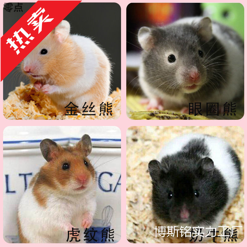 Hamster Pet, a Three-Striped Purple Hamster, Golden Hamster Baby, Young Hamster, Live Package, Healthy Couple