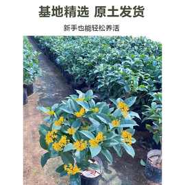 桂花盆栽室内客厅四季桂花绿植金桂树苗花卉浓香型阳台四季开花