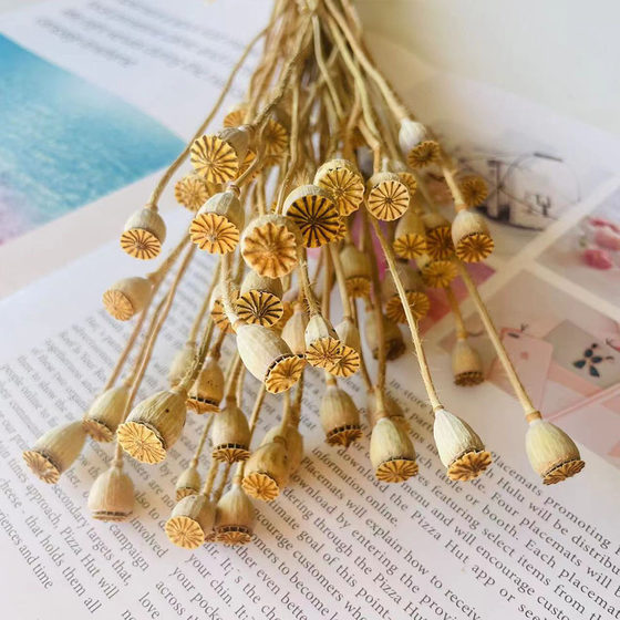 Poppy Dried Flower and Fruit Plant Wheel Fruit Dried Flower and Fruit Sub Category DIY Material Handmade Corsage Headwear Gift bouquet