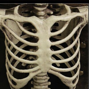 Halloween artificial plastic skeletoLn props display���t��