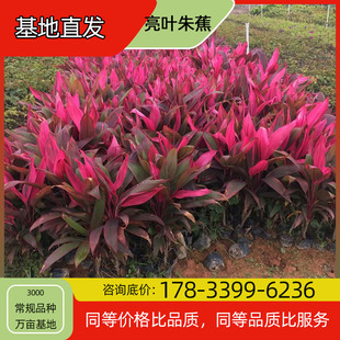 Bright-Leafed Banana Seedlings Potted Base Planting for Four-Season Flowering Courtyard Planting Green Plant Projects Greening Seedlings Easy to Breed
