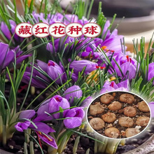 ș�òؼt���N��N���ѷ��t���������t����ֲ��������o��ș�İ��]