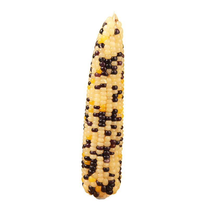 Mini maíz pequeño palo molar hámster ratón conejo oso molar snack oso oro nutritivo granos image 5