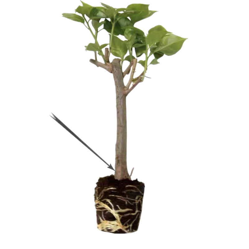 Ciruela triangular planta en maceta nueva variedad de flores de flores de rosa balcón patio aire purificado cuatro estaciones flores bonsai