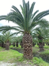 浙江加拿利海枣市场 江西中东海枣基地 湖北华棕市场 福建老人葵