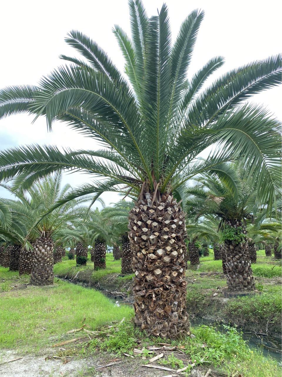 浙江加拿利海枣市场 江西中东海枣基地 湖北华棕市场 福建老人葵