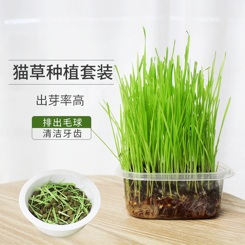 grano de gato semilla de trigo en maceta caja de cultivo de suelo bandeja de cultivo de plántulas gato perezoso menta gatos pequeños productos de bocadillos de grano de lana