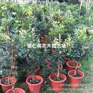 ɳ�ͼΌ�����������ѹ����ļ���˹���Ό��������̨ͥԺ����Y��