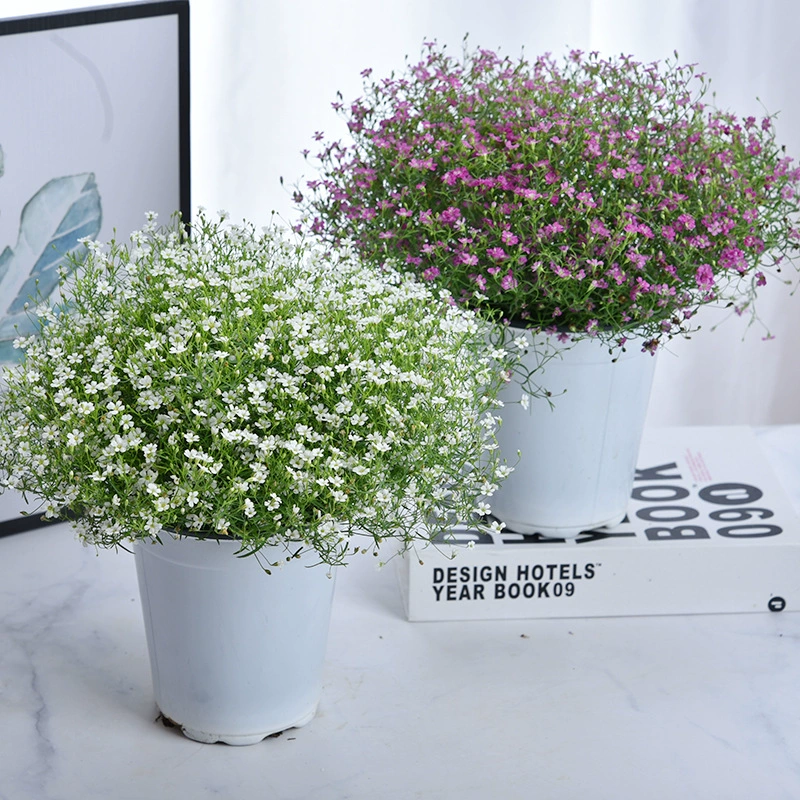 Гипсофила в горшке для внутреннего балкона, двора, легко выращиваемое цветочное растение, горшечное растение, цветет круглый год с бутонами, поставляется
