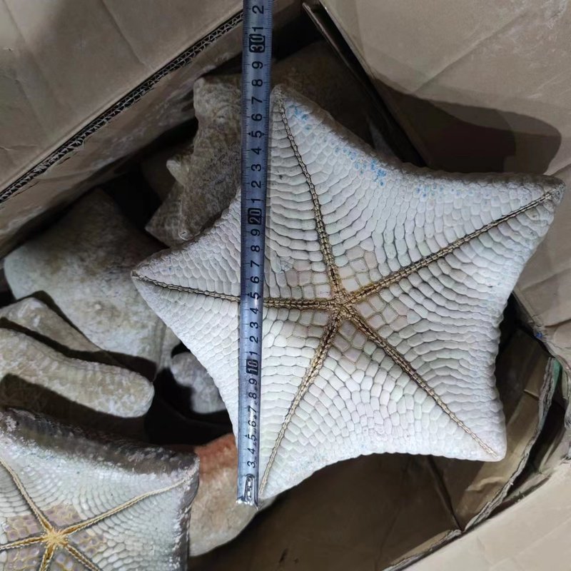 天然ヒトデ各種、人気の天然ヒトデの壁掛け飾り、装飾ステッカー、工芸品、アクセサリー、置物、標本コレクション|undefined