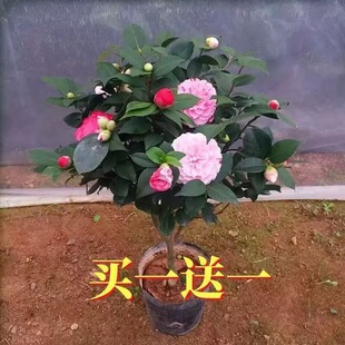 ɽ�軨������ɫ�൤���Ի��ܾGֲ����B�ļ��N�_���҃����̨�ͺ�