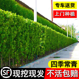 Holly Saplings French Upright Green Fence Courtyard Wall Plant Evergreen Cold-Resistant Clump Hokkaido Boxwood