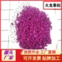 定制冻干烘焙原料火龙果