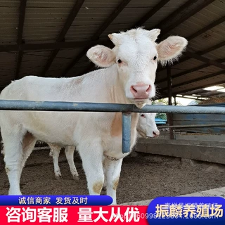 哪里有卖肉牛的 夏洛莱牛 养殖场改良肉牛多少一头