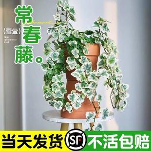 ѩ��������С���Կ͏d�̨���m�ļ����B�҃�����B��Gֲ����ֲ��