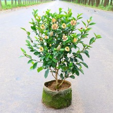 һ�����l��Ц�������ԾG���������ļ����໨��ֲ��ͥԺ�̨�����_