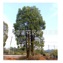 苗圃供应 多杆香樟 4-5杆丛生香樟 多头香樟树 湖南香樟 价格优惠
