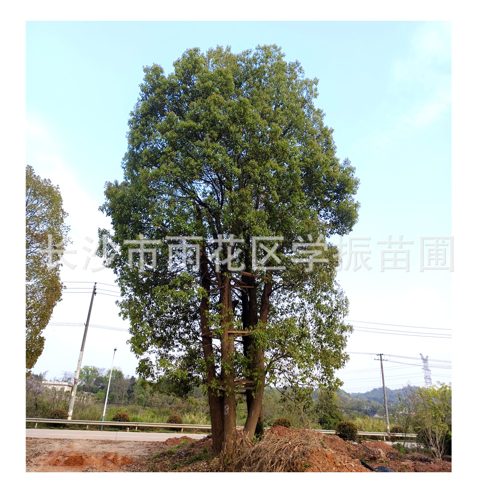 苗圃供应 多杆香樟 4-5杆丛生香樟 多头香樟树 湖南香樟 价格优惠