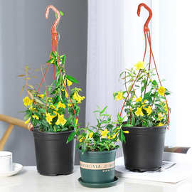 法国香水茉莉花苗藤盆栽带花苞开花植物黄花爬藤耐寒香水茉莉花苗