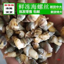 新鲜海螺丝鲜活海锥冷冻海瓜子熟冻海锥原料麻辣海螺丝海一件代发