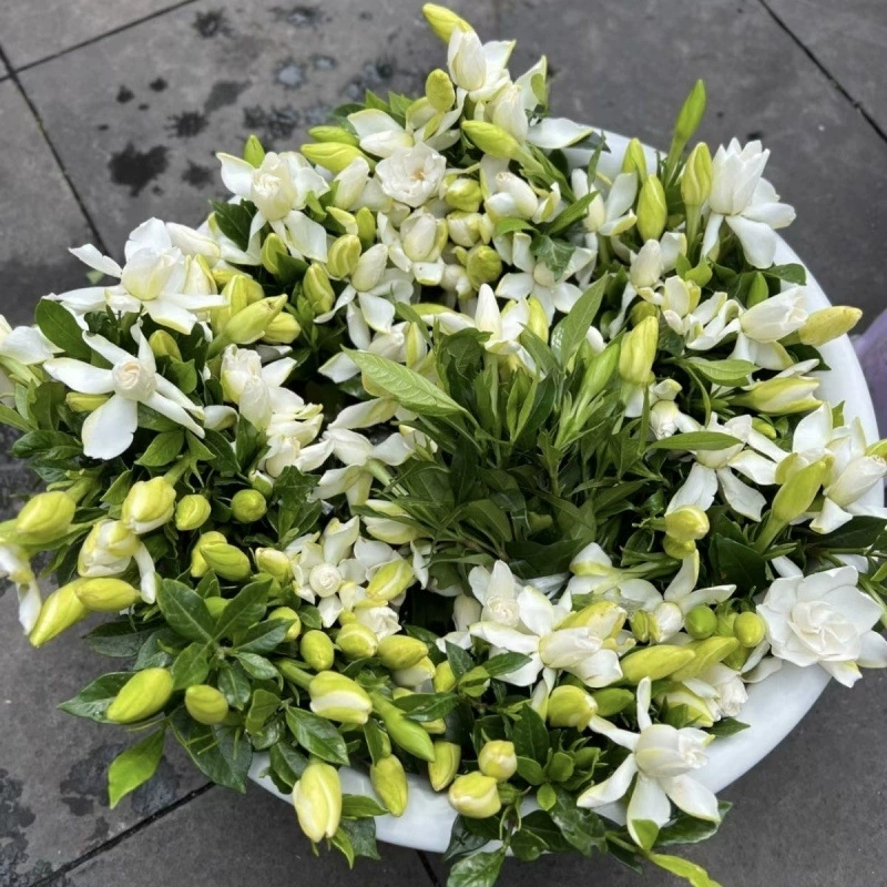 Свежесобранные в тот же день очень большие садовые цветы с ароматом гардении и бутонами, свежесрезанные цветы, свежие белые двойные лепестки SF, бесплатная доставка, прямая доставка