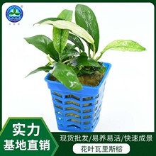 ˮ���~�ײݸ�ˮꑸ����B�쾰���w�^�pˮ��ֲ��ˮ�ݻ��~����˹