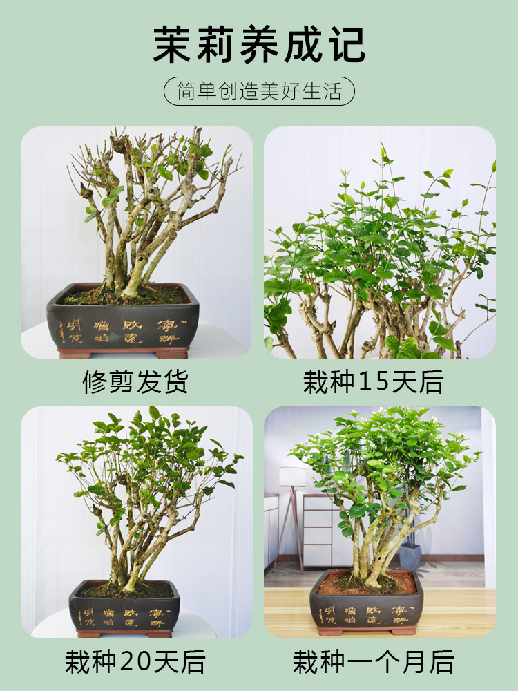 茉莉花盆栽老桩庭院阳台室内外四季花卉茉莉花苗观花植物净化空气 种苗花卉网