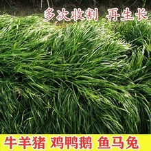 牧草种籽养殖墨西哥玉米草种黑麦草籽多年生苜蓿草种子鸡鸭鱼鹅四