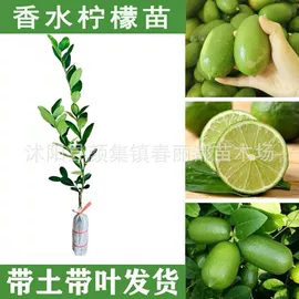 种子;灌木;乔木